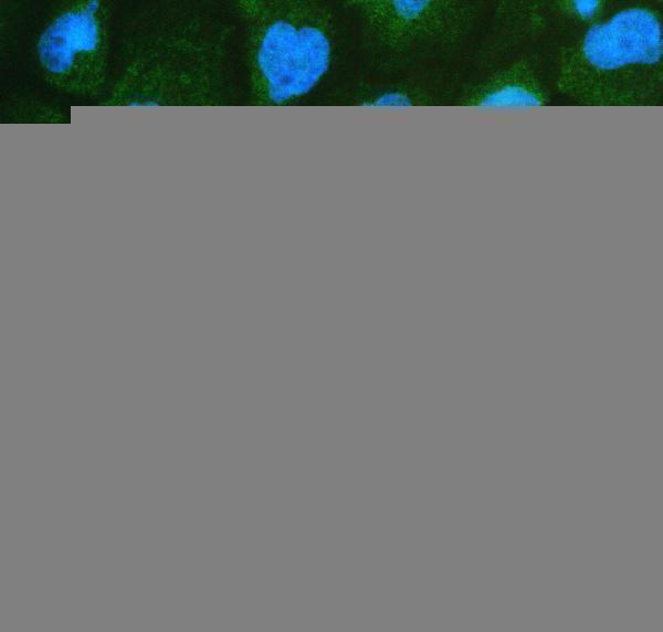 a05324 ckap5 primary antibodies if testing 6