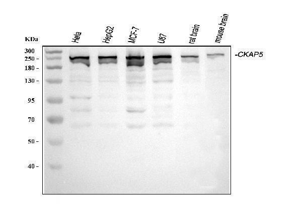 a05324 ckap5 primary antibodies wb testing 1