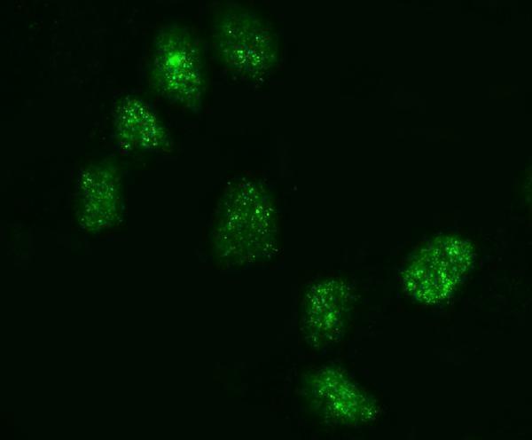 a05325 1 kifc1 primary antibodies if testing 10