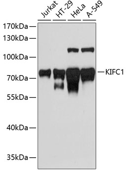 a05325 kifc1 primary antiboties wb testing 1