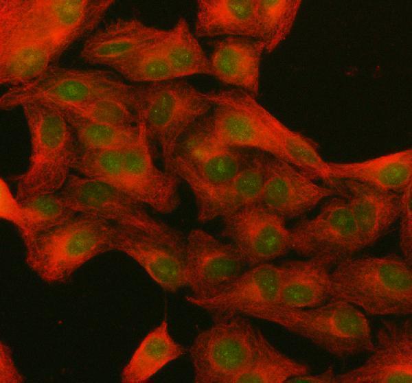  IF analysis of NUP133 using anti-NUP133 antibody (A05327-2) and anti-Beta Tubulin antibody (M01857-3)