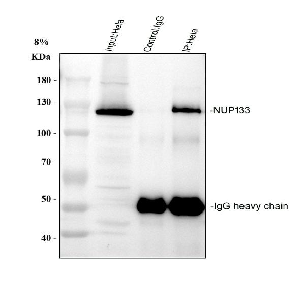 Figure 4. Immunoprecipitating NUP133 in Hela whole cell lysate . Western blot analysis of NUP133 using anti-NUP133 antibody (A05327-2). Lane 1: Hela whole cell lysates (30ug) Lane 2: Rabbit control IgG instead of anti-NUP133 antibody in Hela whole cell lysate. Lane 3: anti-NUP133 antibody (2microg) + Hela whole cell lysate (500microg) After electrophoresis, proteins were transferred to a membrane. Then the membrane was incubated with rabbit anti-NUP133 antigen affinity purified polyclonal antibody (A05327-2) at a dilution of 0.5 microg/mL and probed with a goat anti-rabbit IgG-HRP secondary antibody (Heavy Chain). The signal is developed using ECL Plus Western Blotting Substrate (Catalog # AR1197). A specific band was detected for NUP133 at approximately 129 kDa. The expected band size for NUP133 is at 129 kDa. Figure 4. Immunoprecipitating NUP133 in Hela whole cell lysate . Western blot analysis of NUP133 using anti-NUP133 antibody (A05327-2). Lane 1: Hela whole cell lysates (30ug) Lane 2: Rabbit control IgG instead of anti-NUP133 antibody in Hela whole cell lysate. Lane 3: anti-NUP133 antibody (2microg) + Hela whole cell lysate (500microg) After electrophoresis, proteins were transferred to a membrane. Then the membrane was incubated with rabbit anti-NUP133 antigen affinity purified polyclonal antibody (A05327-2) at a dilution of 0.5 microg/mL and probed with a goat anti-rabbit IgG-HRP secondary antibody (Heavy Chain). The signal is developed using ECL Plus Western Blotting Substrate (Catalog # AR1197). A specific band was detected for NUP133 at approximately 129 kDa. The expected band size for NUP133 is at 129 kDa.