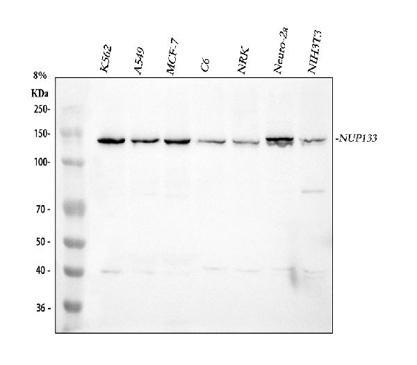 Figure 1. Western blot analysis of NUP133 using anti-NUP133 antibody (A05327-2). Electrophoresis was performed on a 5-20% SDS-PAGE gel at 70V (Stacking gel) / 90V (Resolving gel) for 2-3 hours. The sample well of each lane was loaded with 30 ug of sample under reducing conditions. Lane 1: human K562 whole cell lysates, Lane 2: human A549 whole cell lysates, Lane 3: human MCF-7 whole cell lysates, Lane 4: rat C6 whole cell lysates, Lane 5: rat NRK whole cell lysates, Lane 6: mouse Neuro-2a whole cell lysates, Lane 7: mouse NIH/3T3 whole cell lysates. After electrophoresis, proteins were transferred to a nitrocellulose membrane at 150 mA for 50-90 minutes. Blocked the membrane with 5% non-fat milk/TBS for 1.5 hour at RT. The membrane was incubated with rabbit anti-NUP133 antigen affinity purified polyclonal antibody (Catalog # A05327-2) at 0.5 microg/mL overnight at 4°C, then washed with TBS-0.1%Tween 3 times with 5 minutes each and probed with a goat anti-rabbit IgG-HRP secondary antibody at a dilution of 1:5000 for 1.5 hour at RT. The signal is developed using an Enhanced Chemiluminescent detection (ECL) kit (Catalog # EK1002) with Tanon 5200 system. A specific band was detected for NUP133 at approximately 129 kDa. The expected band size for NUP133 is at 129 kDa.