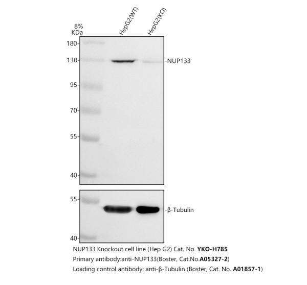 a05327 2 nup133 primary antibodies wb testing 3