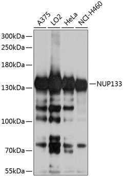 Western blot analysis of extracts of various cell lines, using NUP133 antibody  at 1:1000 dilution