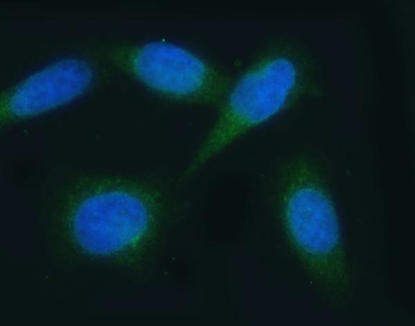 a05329 1 vapa primary antibodies if testing 8