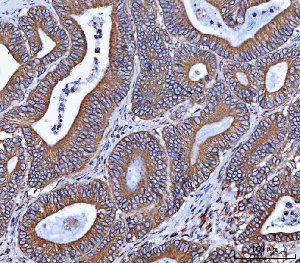 a05329 1 vapa primary antibodies ihc testing 3