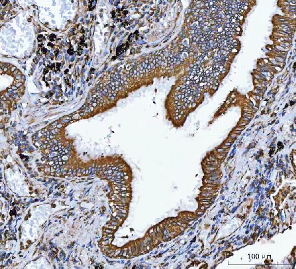 a05329 1 vapa primary antibodies ihc testing 4