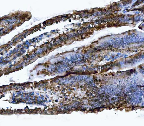 a05329 1 vapa primary antibodies ihc testing 6