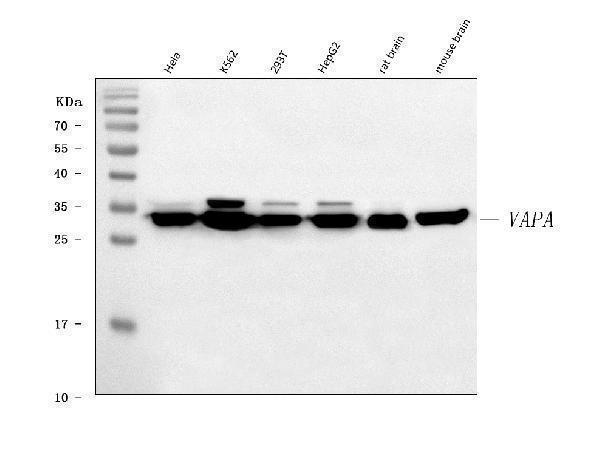 a05329 1 vapa primary antibodies wb testing 1
