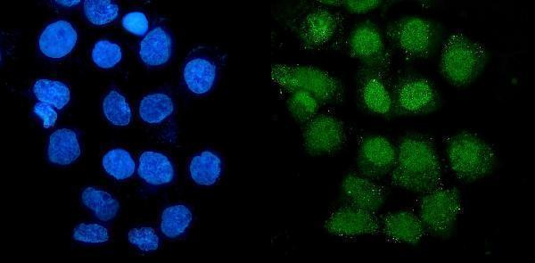 a05331 glrx2 primary antibodies if testing 10