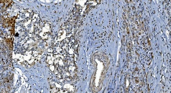 a05331 glrx2 primary antibodies ihc testing 2