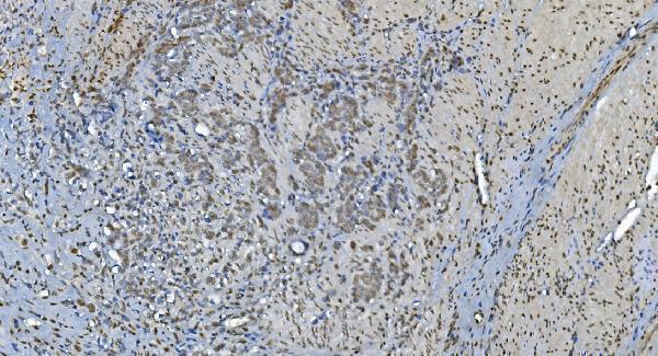 a05331 glrx2 primary antibodies ihc testing 3