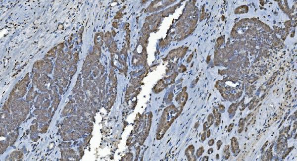 a05331 glrx2 primary antibodies ihc testing 4