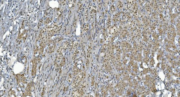 a05331 glrx2 primary antibodies ihc testing 5