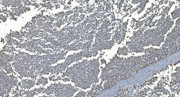 a05331 glrx2 primary antibodies ihc testing 6