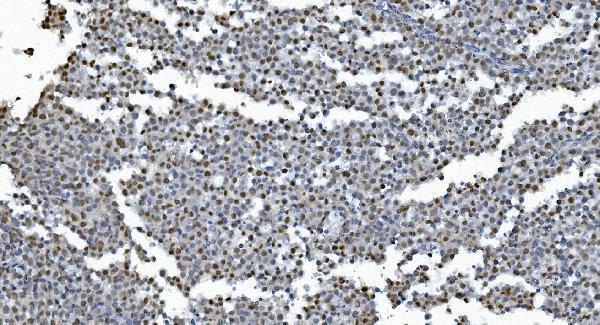 a05331 glrx2 primary antibodies ihc testing 7
