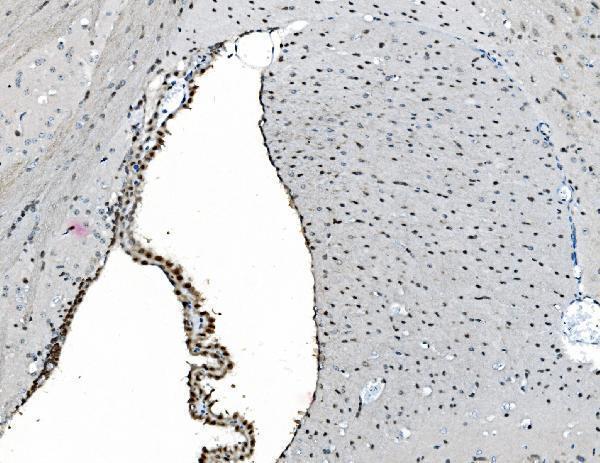 a05331 glrx2 primary antibodies ihc testing 8
