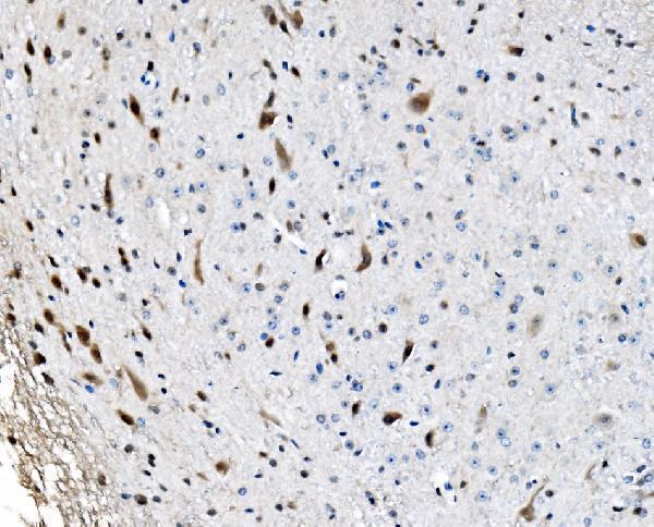 a05331 glrx2 primary antibodies ihc testing 9