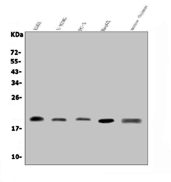 a05331 glrx2 primary antibodies wb testing 1