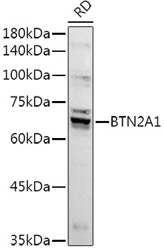 a05333 btn2a1 primary antiboties wb testing 1