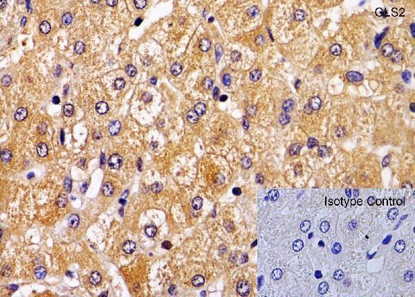 a05334 gls2 primary antibodies ihc testing 3
