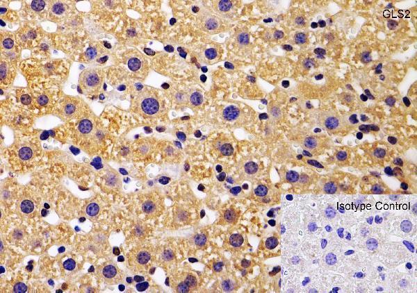 a05334 gls2 primary antibodies ihc testing 4
