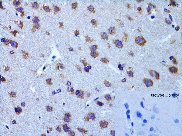 a05334 gls2 primary antibodies ihc testing 5