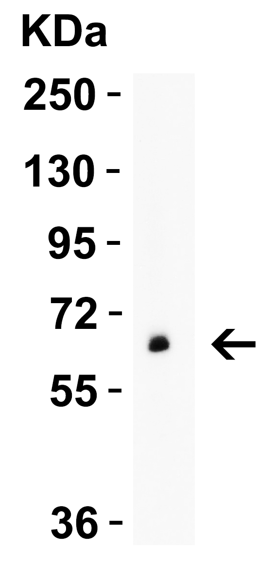 a05334 gls2 primary antibodies wb testing 1