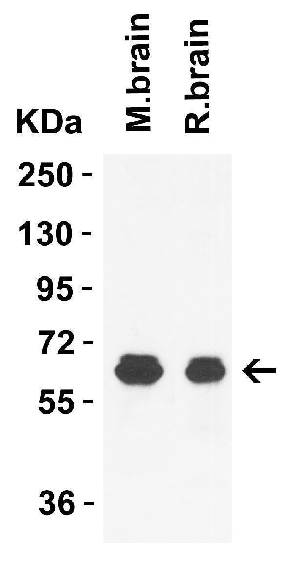 a05334 gls2 primary antibodies wb testing 2