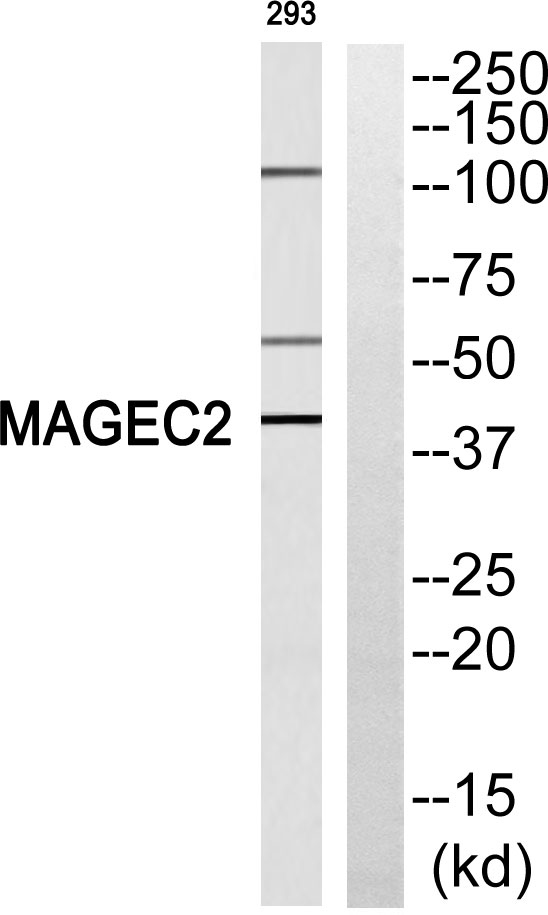 a05335 magec2 primary antibodies wb testing 1