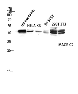a05335 magec2 primary antibodies wb testing 3