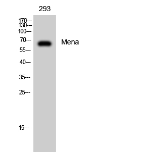 a05337 enah primary antibodies wb testing 2