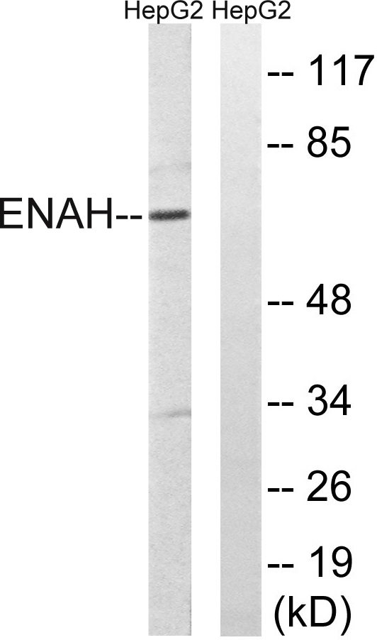 a05337 enah primary antibodies wb testing 3