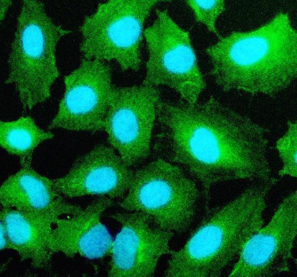 a05345 1 stx4 primary antibodies if testing 1