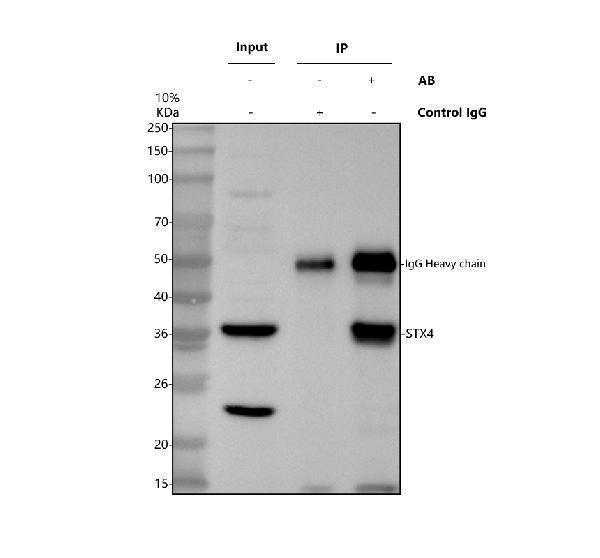 a05345 1 stx4 primary antibodies ip testing 1