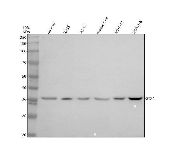Western blot analysis of Syntaxin 4/STX4 using anti-Syntaxin 4/STX4 antibody (A05345-1)