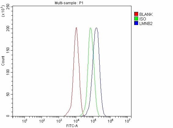 a05348 1 lmnb2 primary antibodies fcm testing 5