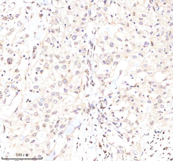 a05348 1 lmnb2 primary antibodies ihc testing 2