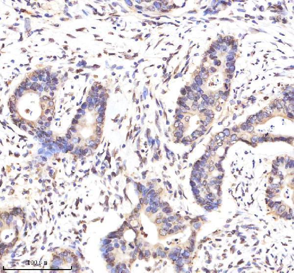 a05348 1 lmnb2 primary antibodies ihc testing 3