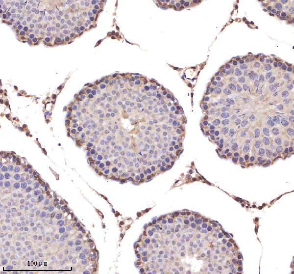 a05348 1 lmnb2 primary antibodies ihc testing 4