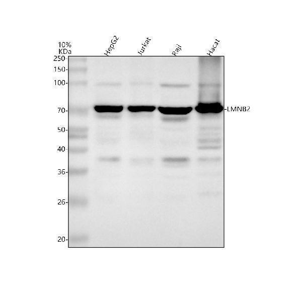 a05348 1 lmnb2 primary antibodies wb testing 1