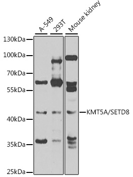 Western blot analysis of extracts of various cell lines, using KMT5A/KMT5A/SETD8 antibody  at 1:1000 dilution