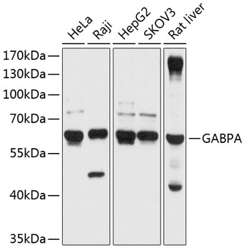 Western blot analysis of extracts of various cell lines, using GABPA antibody  at 1:1000 dilution