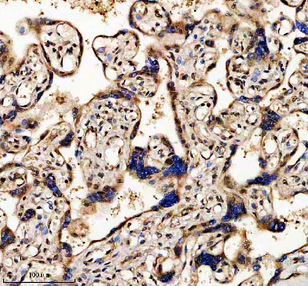 a05350 2 gabpa primary antibodies ihc testing 3
