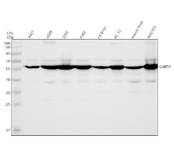 Western blot analysis of GABPA using anti-GABPA antibody (A05350-2)