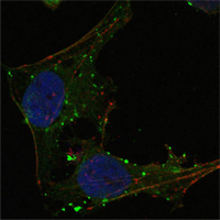 Confocal immunofluorescence analysis of Hela cells using GABP-α Monoclonal Antibody (green)