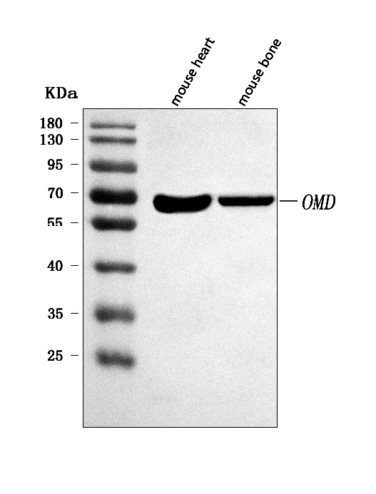  Western blot analysis of OMD using anti-OMD antibody (A05351-1)