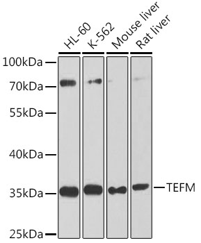 a05354 tefm primary antiboties wb testing 1