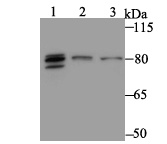 Western blot analysis of MARK3 on different lysates